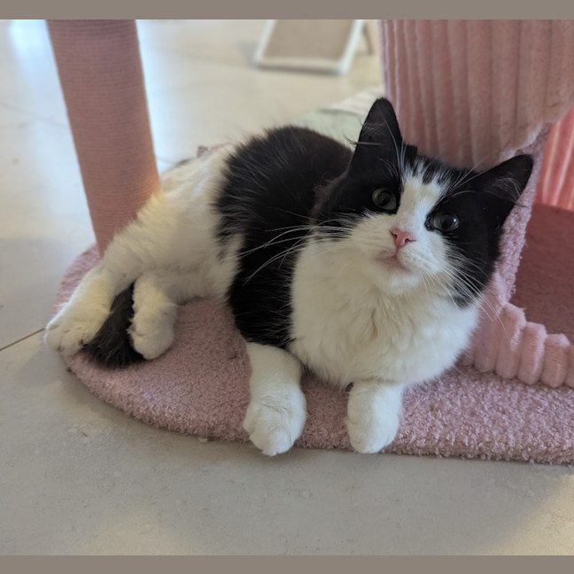 Photo of Mochi