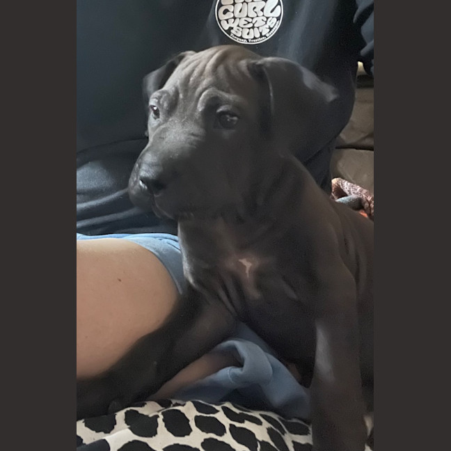 Photo of Lj (Lucille Junior)