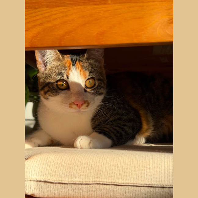 Photo of Cha Cha   In Foster Care In Malvern East