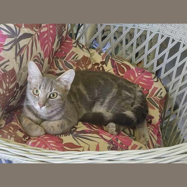 Photo of Birdie