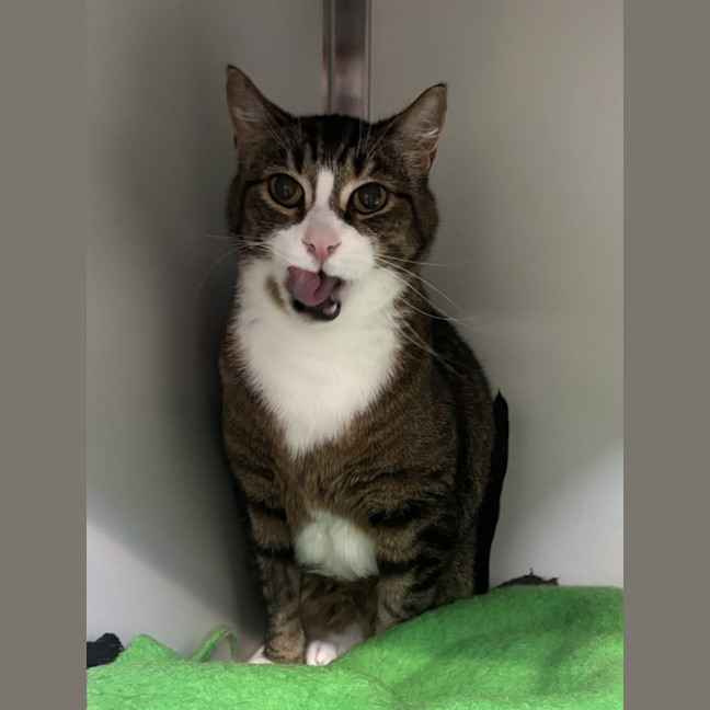 Photo of Milo (Bonded To Millie)