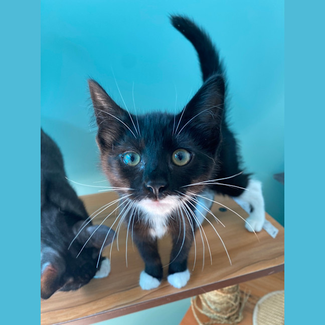 Photo of Willow