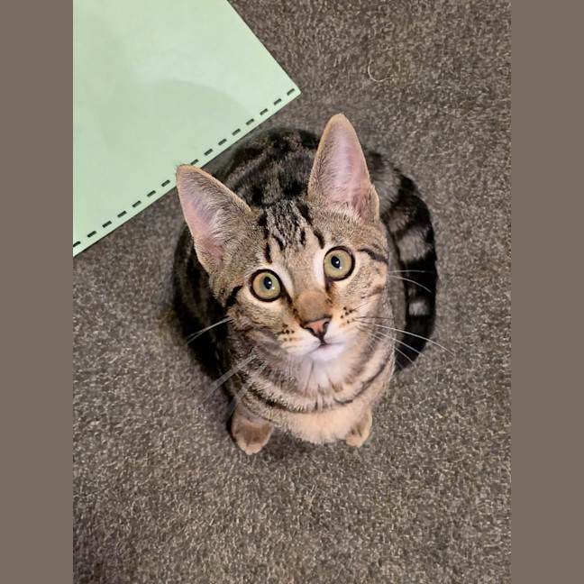 Photo of Rue