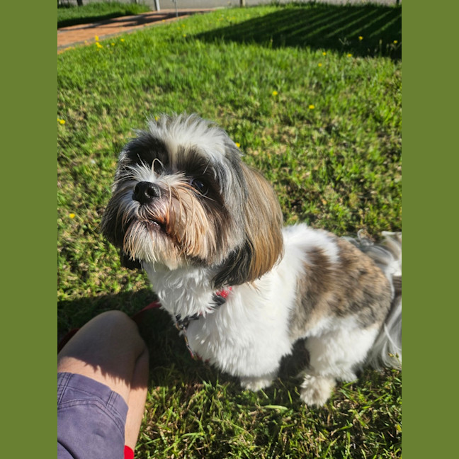 Photo of Alfie