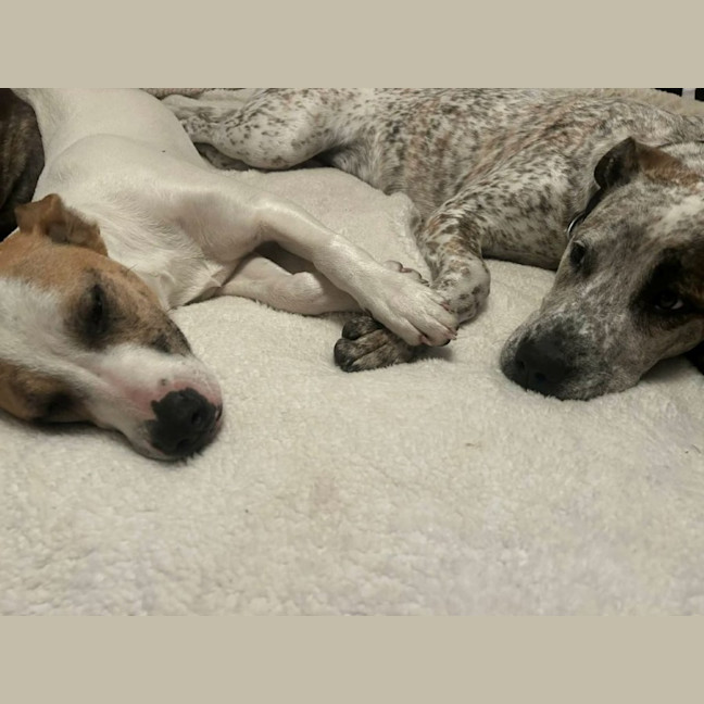 Photo of Molly   1 Year Old Australian Terrier X