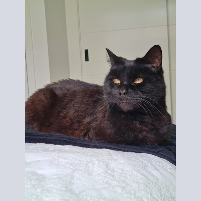 Photo of Lola (Aka Spot)