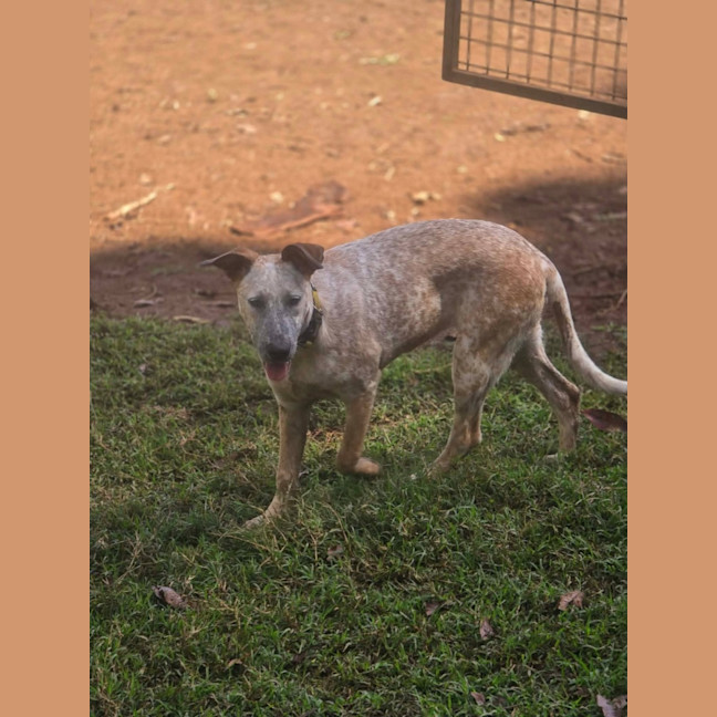 Photo of Ochre