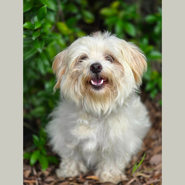 Photo of Daisy