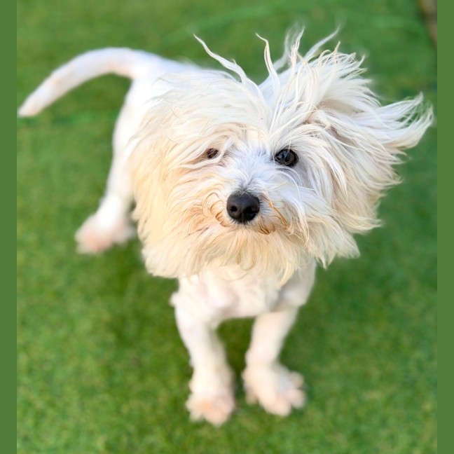 Photo of Quill