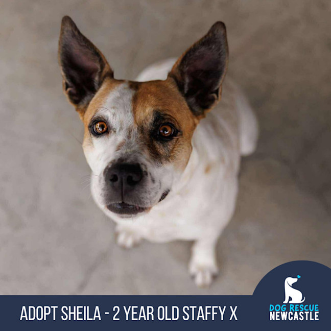 Photo of Sheila   2 Year Old Staffy X