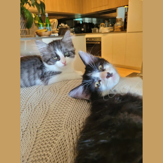 Photo of Cherry   Available From 20/1