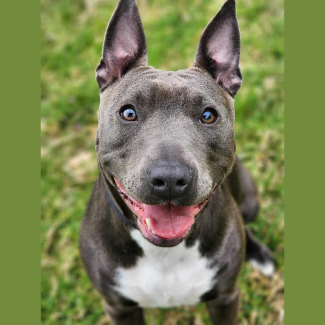 Photo of 🏏 Sharon Strzelecki 5432 🏏