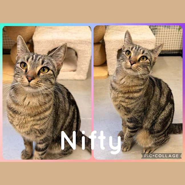 Photo of Nifty
