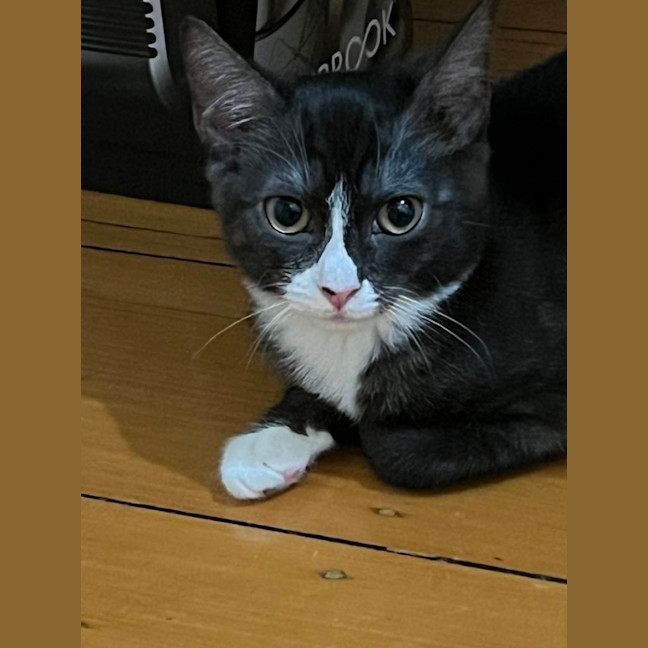 Photo of Sage