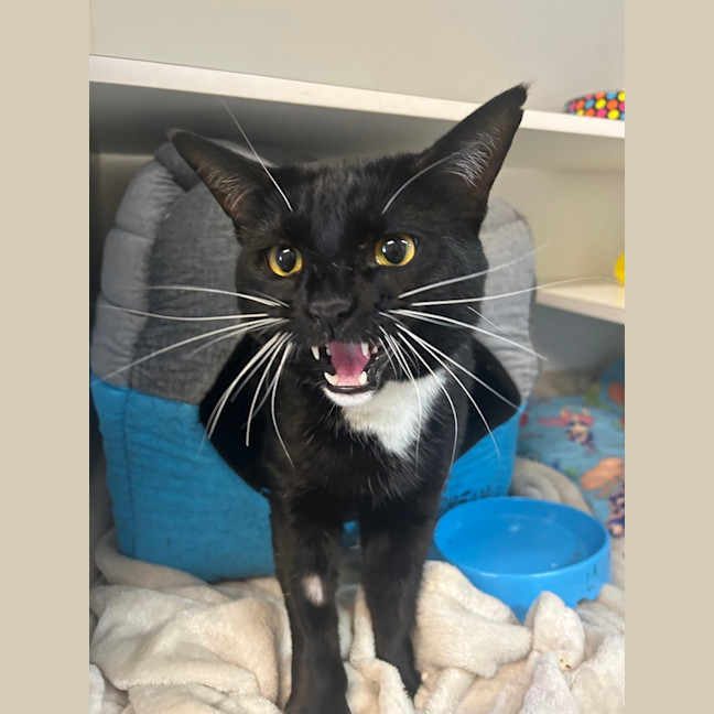 Photo of Loki
