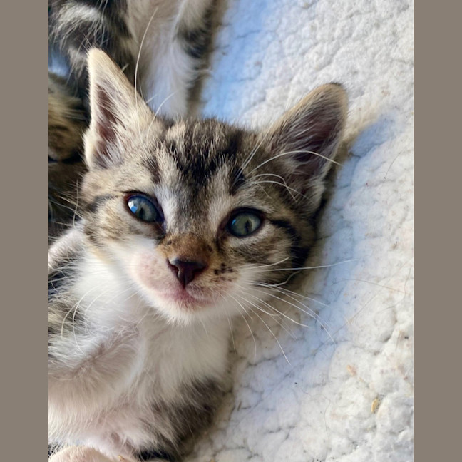 Photo of C1388 Anise