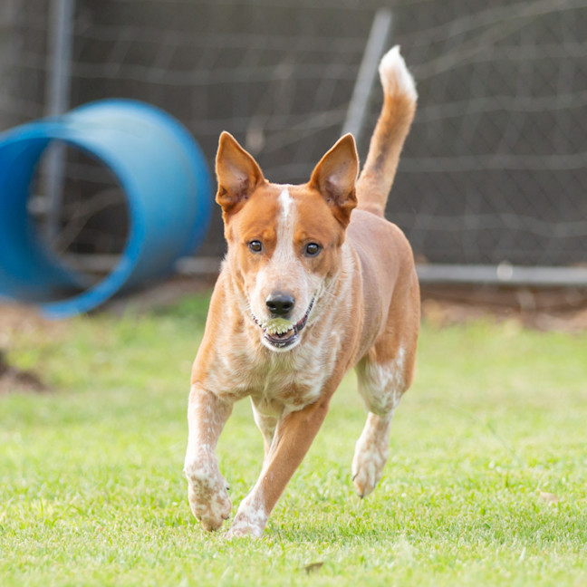 Photo of Rusty
