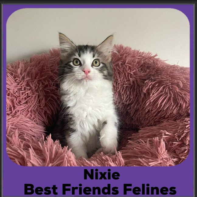 Photo of Nixie