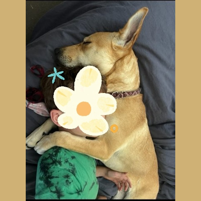 Photo of Kelly   15 Month Old Ridgeback X