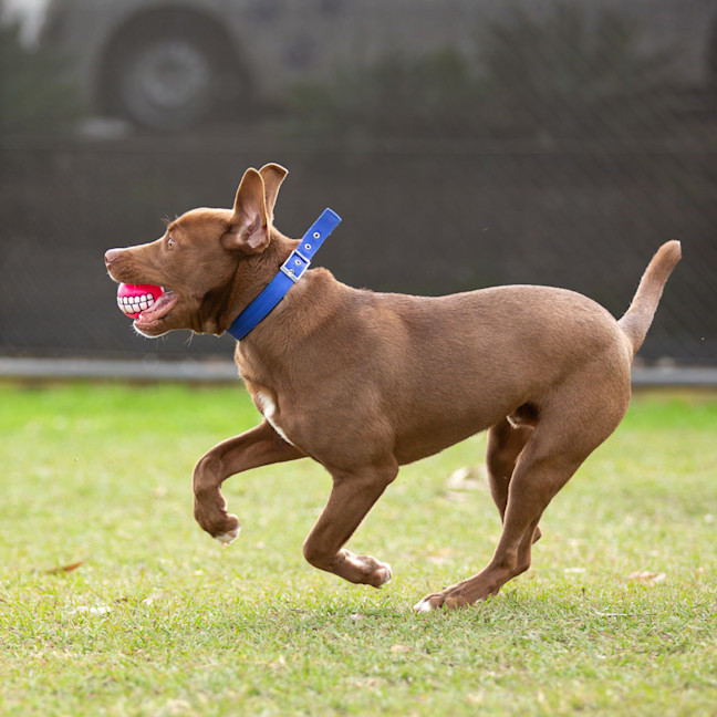Photo of Romeo