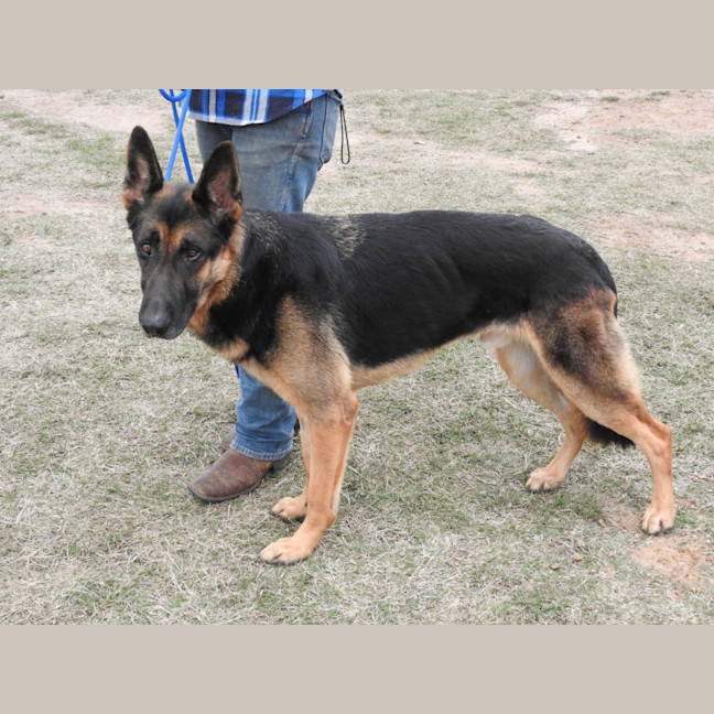Photo of Bluey