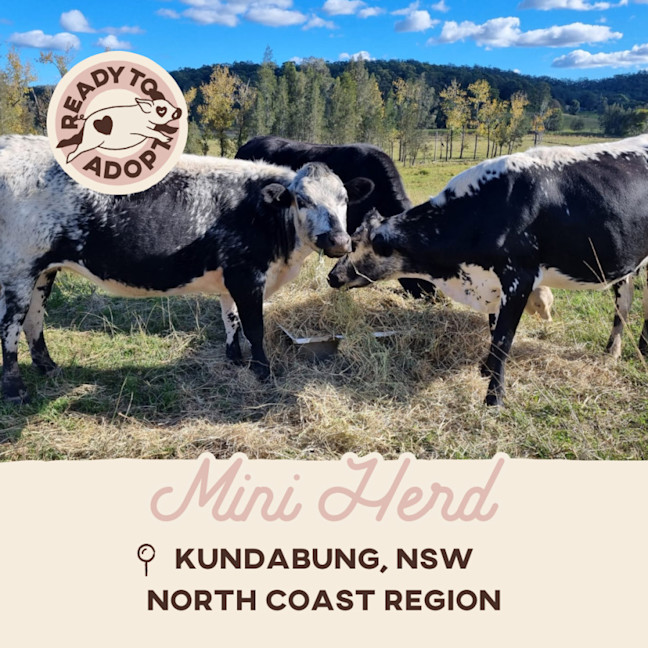 Photo of  Amora, Faith, Tim & Chance