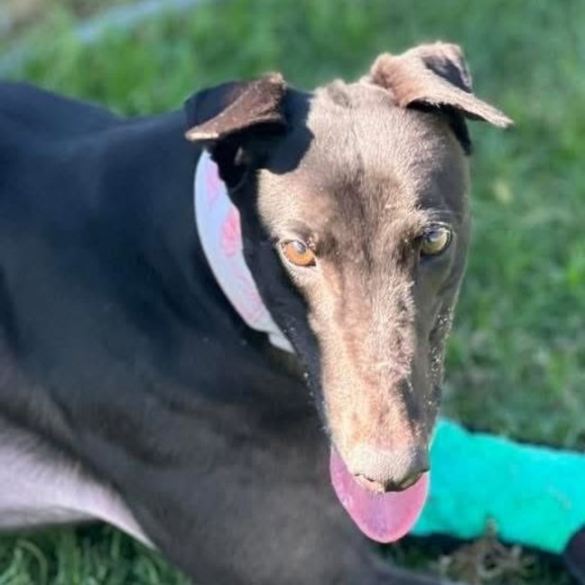 Photo of Genevieve The Greyhound