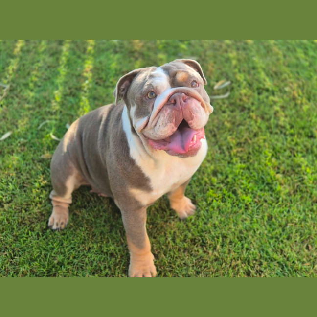 Photo of Pebbles