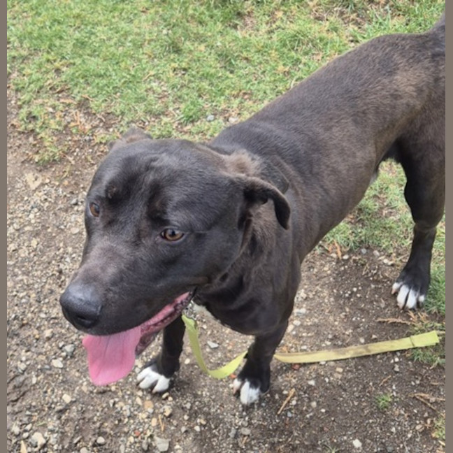 Photo of Wallace (671920)