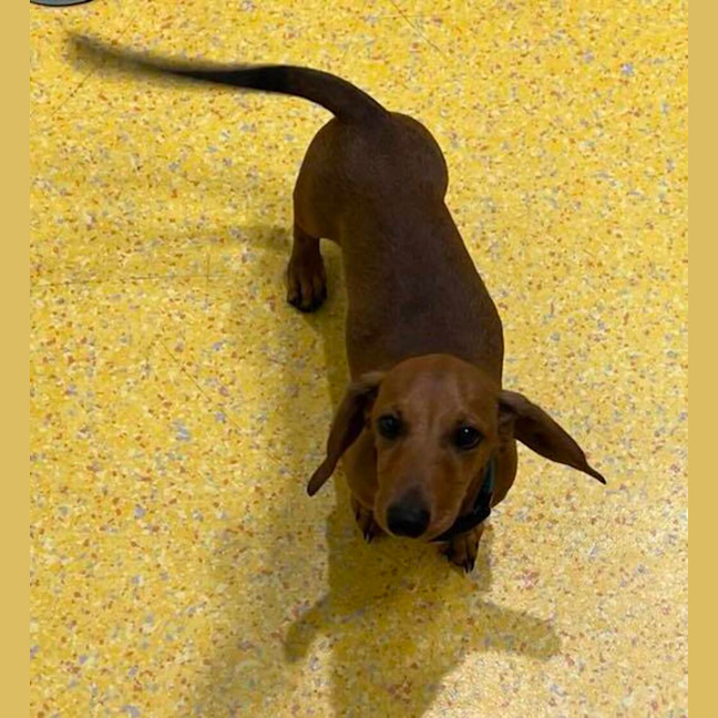 Photo of Snag