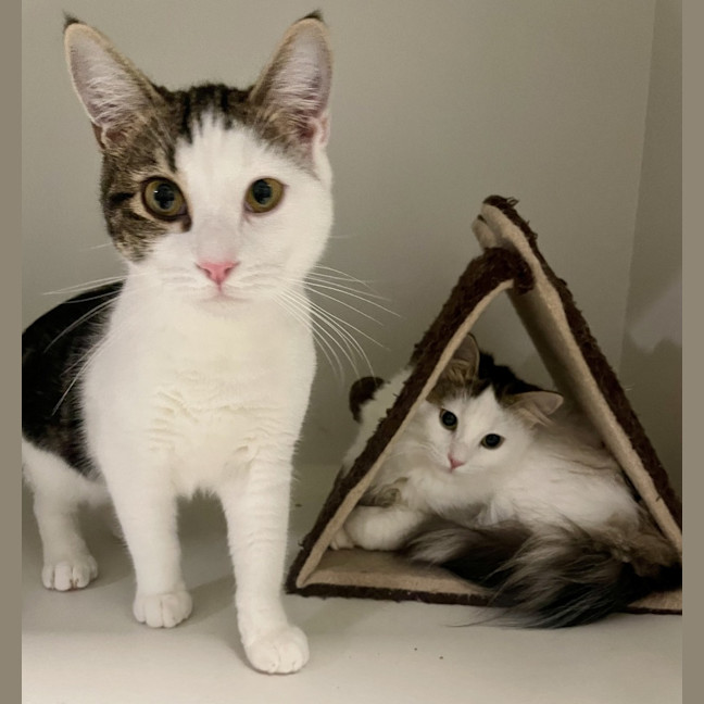 Photo of Choc And Chip