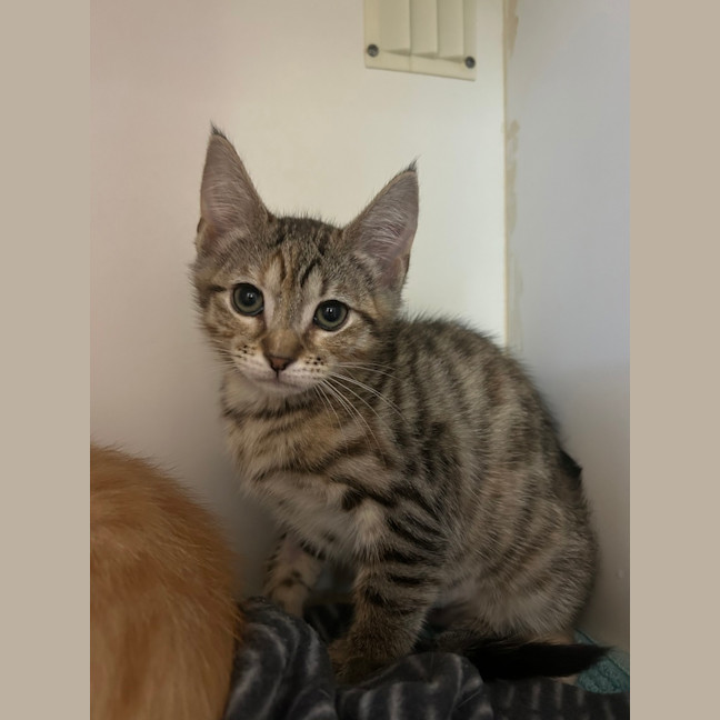 Photo of Tiki