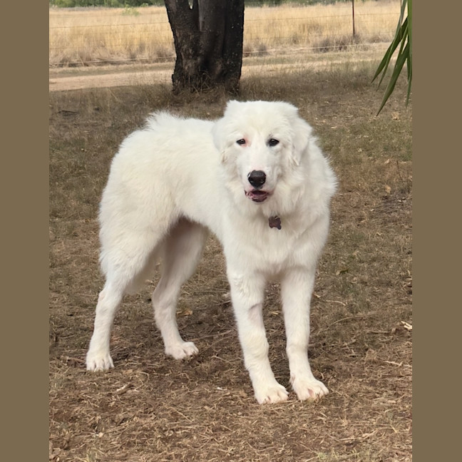 Photo of Luna
