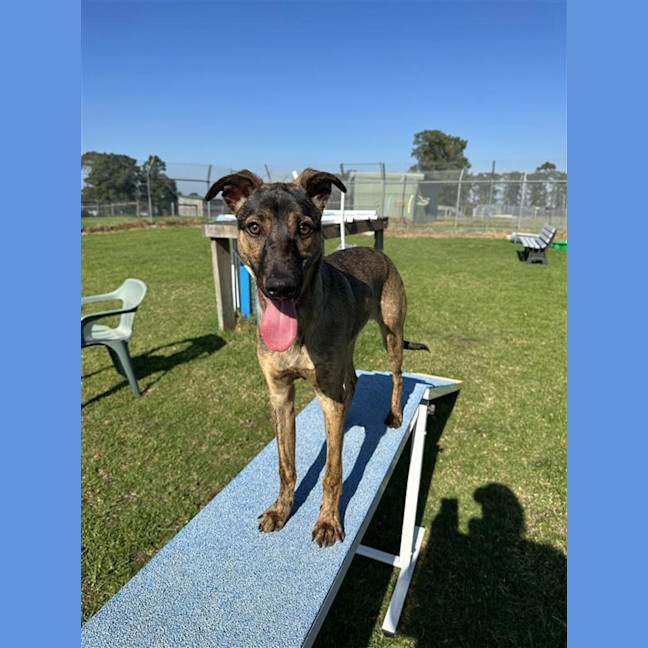 Photo of Lucky