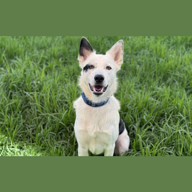 Photo of Polo