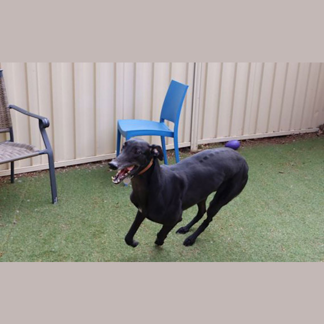 Photo of Onyx