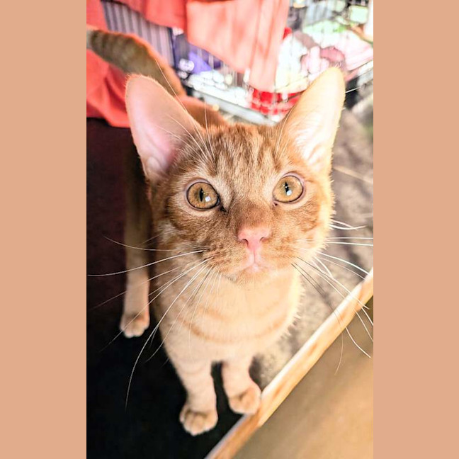 Photo of Ginger Gregg