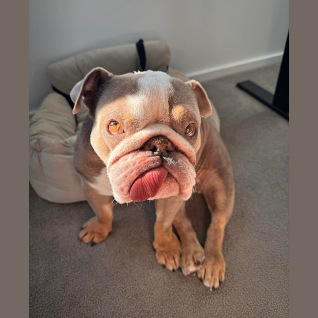 Photo of Charlie   5 Year Old British Bulldog (Trial)
