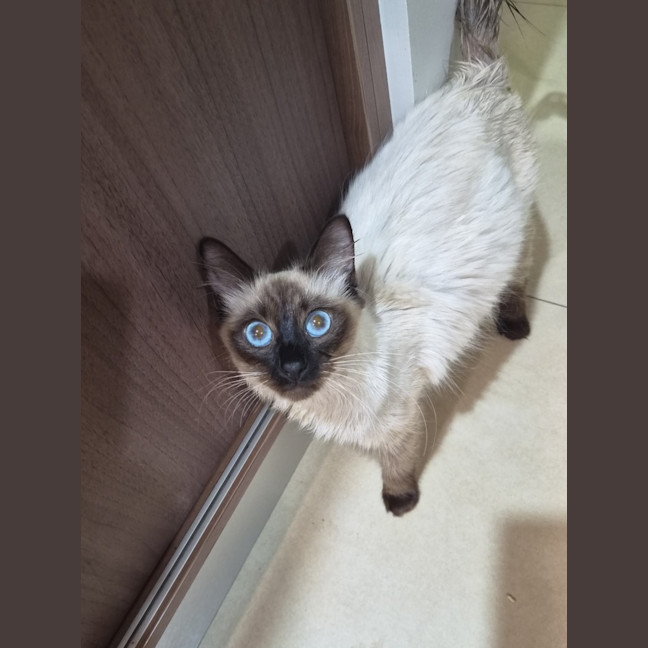 Photo of Skye