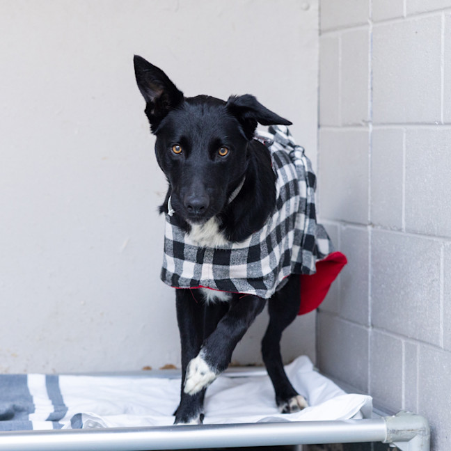 Photo of Checkers