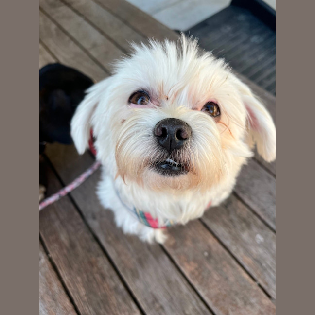 Photo of Lily   6 Year Old Maltese (Trial)