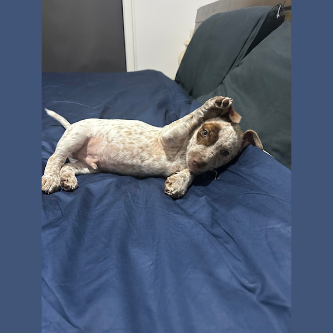 Photo of Hank (Was Buddy)