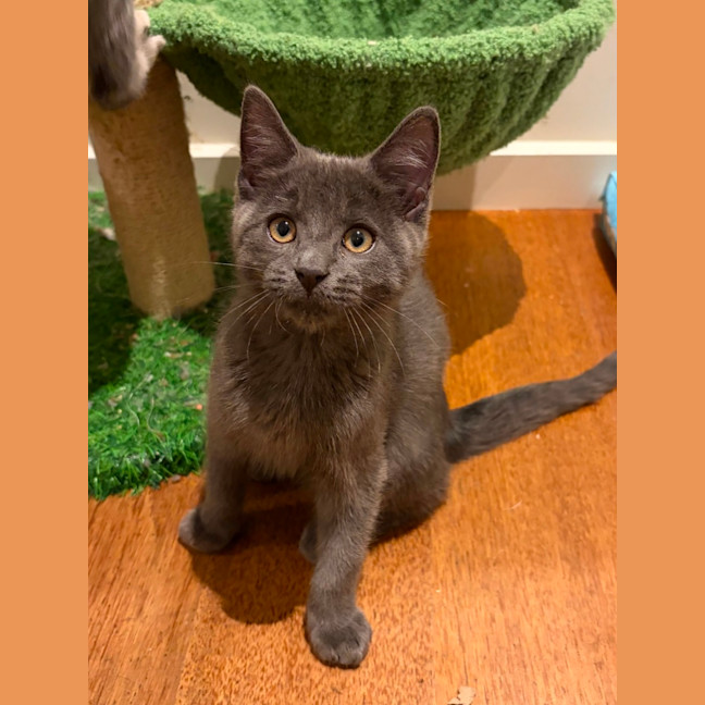 Photo of Houdini