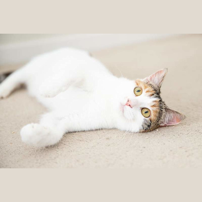 Photo of Cuddles