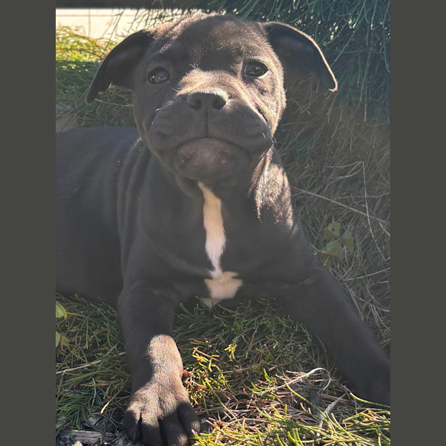 Photo of Daisy   10 Week Old Staffy X