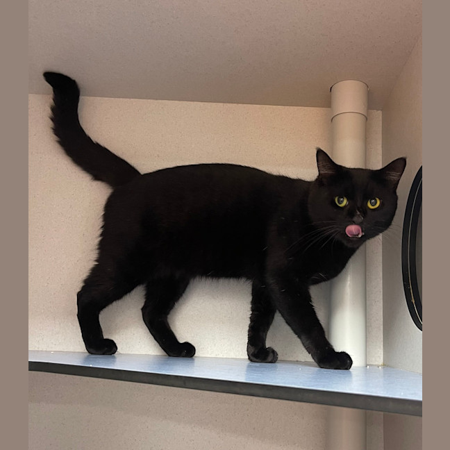 Photo of Finnegan