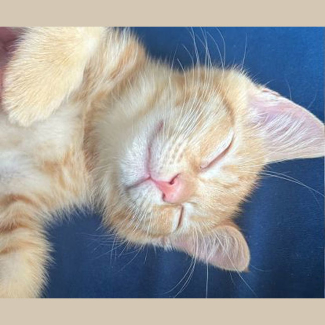 Photo of Cheezel 