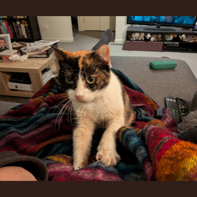 Photo of Petunia