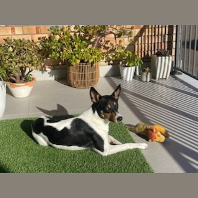 Photo of Beau   20 Month Old Border Collie X Cattle Dog