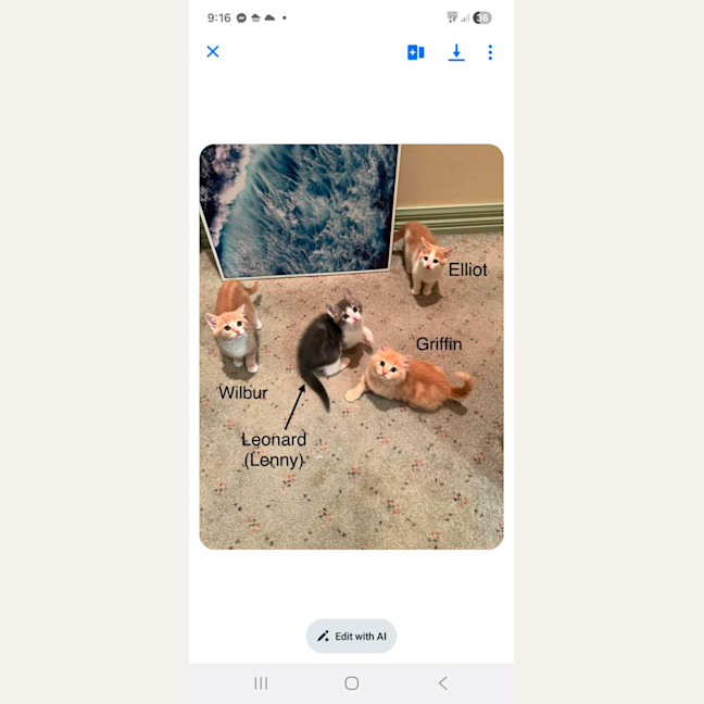 Photo of Griffin**2nd Chance Cat Rescue**
